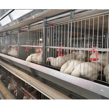 Factory Direct Sale Breeder Laying Hens Rooster Battery Breeder Cage For Sale in Karachi