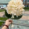 แชมเปญ