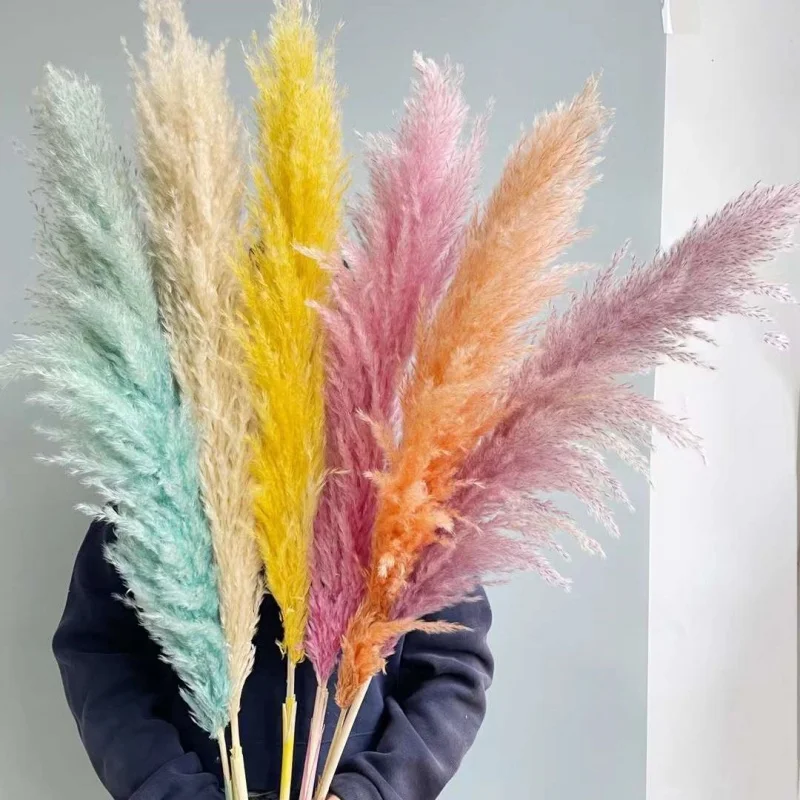 Wholesale Dried Flower Dried Small Pampas Grass Phragmites Horsetail