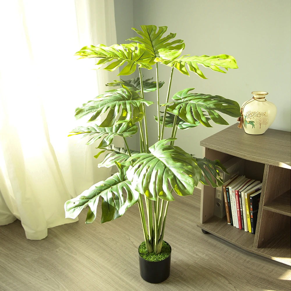 philodendron gloriosum x asplundii Explore Our Philodendron Gloriosum main image 1