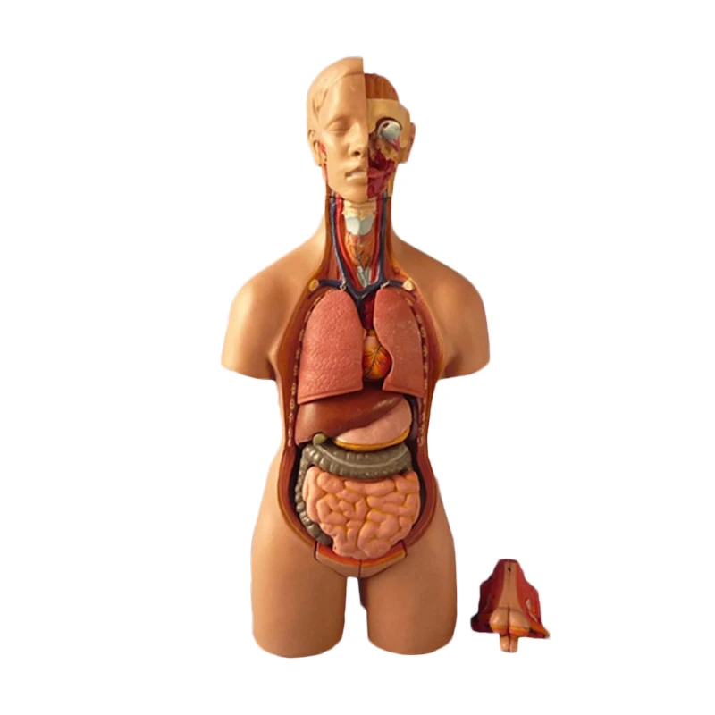 55 Cm Unisex Human Anatomy Medical Torso Model 20 Parts For Teaching