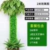 Eucalyptus Set A