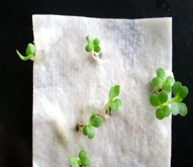 paper seed tag.jpg