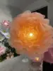 Arancione illuminato dal sole