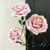 ชมพูม่วง