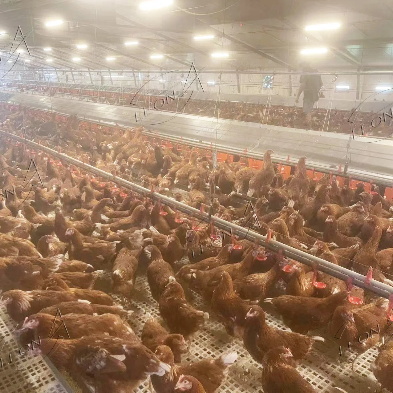 Automatic Chicken Chain Feeding System Poultry Feeder Chain Automatic Layer Poultry Equipment