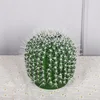 Le cactus mesure 18 cm de diamètre.