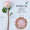 Single stem of Queen of the Night (Champagne Pink)