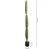 Monkeytail Cactus - D model