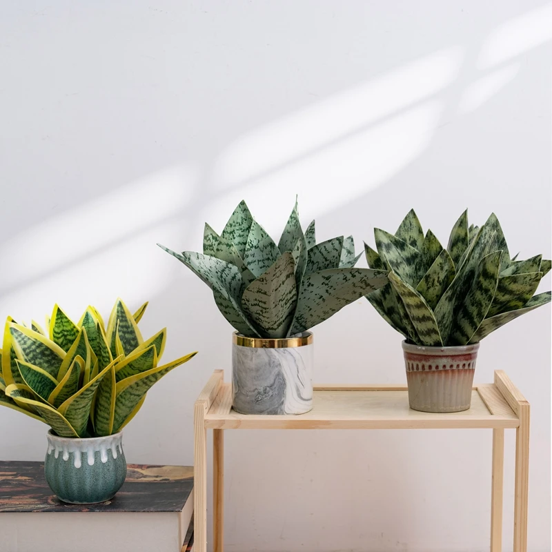 giant hawaiian pothos Giant Hawaiian Pothos (leaves at least 15 inches) – Chichi's Planted Dreams main image 1