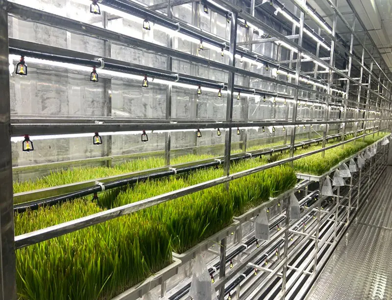 Lyine Hydroponics Fodder System Vertical Hydroponic Shipping Container Farm Fodder Growing System for Animal Feeds