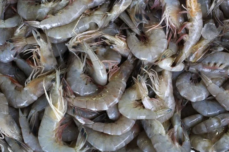 Shop Feed grade Probiotics Clostridium butyricum-Detailed Image 1