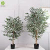 Banyan de 1.3m con borde verde y blanco.