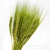 gh-001-grass green-50 stems