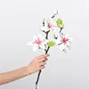 Magnolia del lago occidentale-rosa-bianco-60 cm