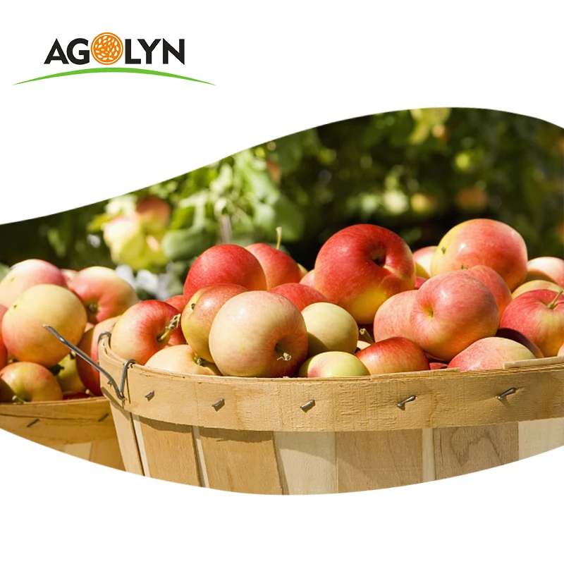 agolyn fresh fruit sweet juicy royal gala apple