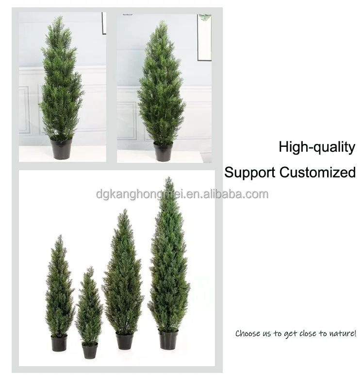 cedar 2