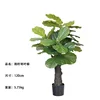 Higo lirio de 120 cm de grosor