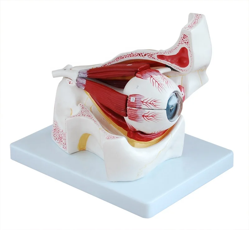 Модель анатомической формы увеличенная в 3 раза, модель образовательного анатомического человеческого глазного яблока