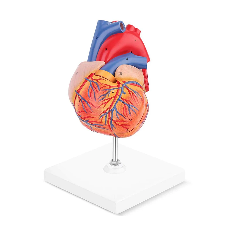 Medical Anatomy Simulation PVC Heart Anatomy 3d Model 2 Part Life Size