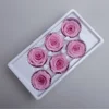 Cherry Blossom Pink 5-6cm