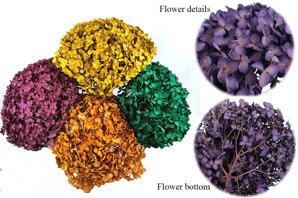 Wholesale Dry Hydrangea Dried Flowers Big Cream Preserved Plants