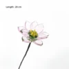 Pink lotus in July