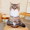 Tabby cat