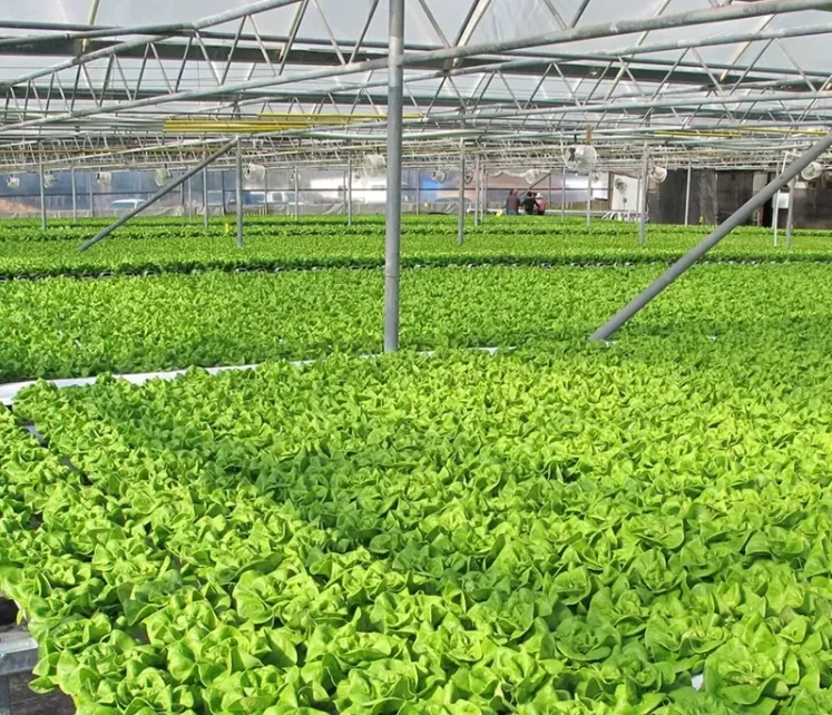 solar hydroponic system