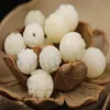 ดอกบัวสองชั้น สูงประมาณ 1.2 เมตร