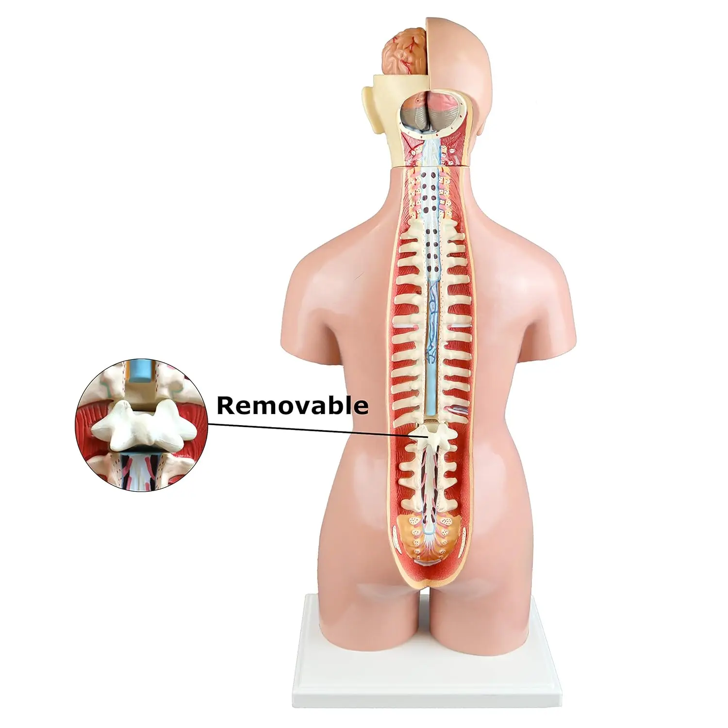 High Simulation Accurate Medical Grade 55cm 23-Part Dual-Sex Human Amphoteric Torso Medical Science Hermaphroditic Trunk Model
