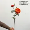Yijing Ranunculus [Sunset Red]