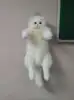White cat