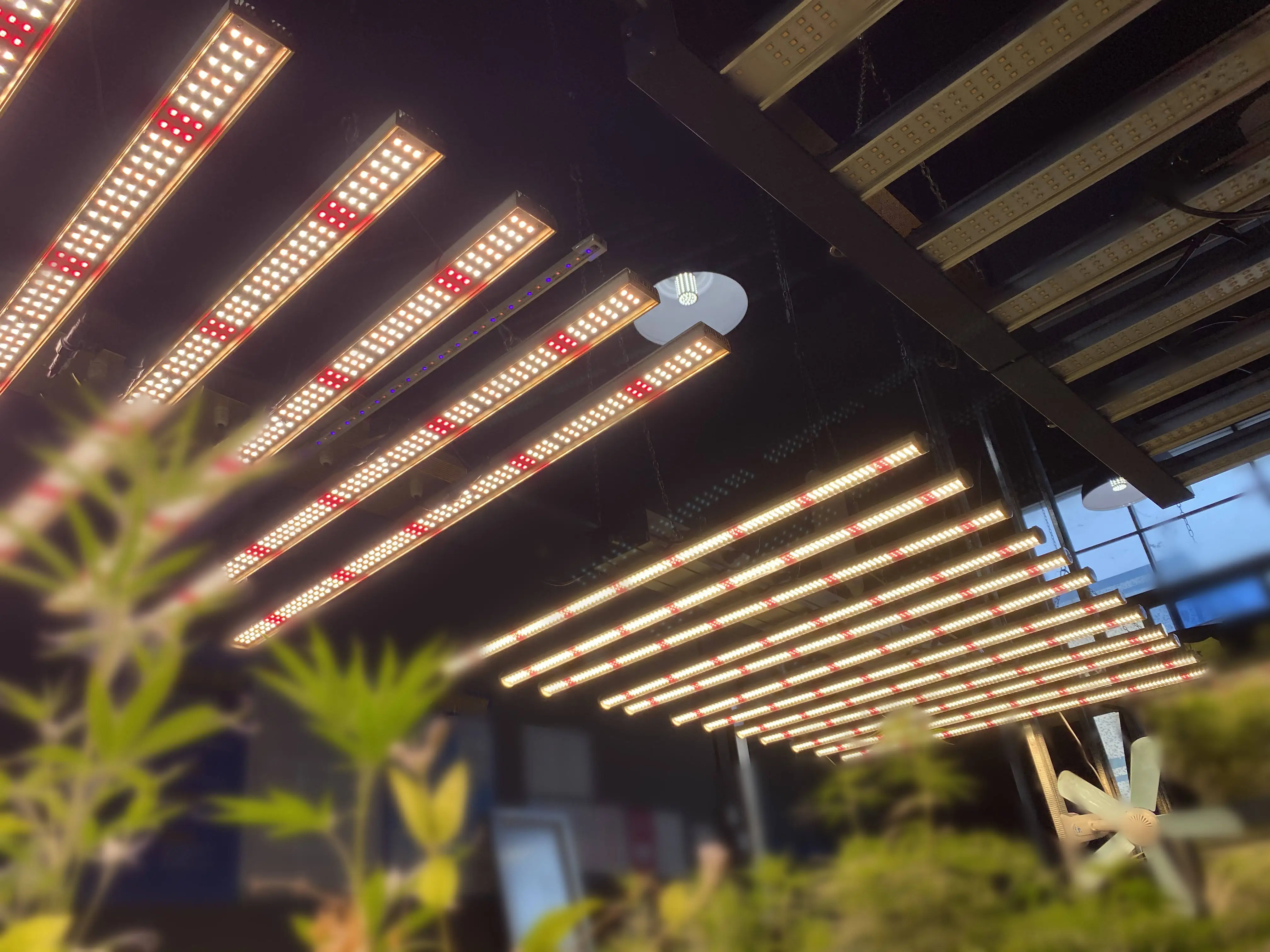 Made in China Multiple Power Options Available Led Grow Light Intertek Lighting for Indoor Hydroponic Plants