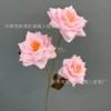 กุหลาบสามหัว - สีชมพู
