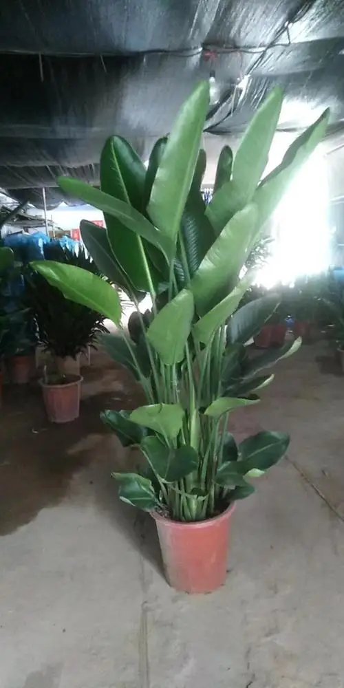 Завод рассады небо