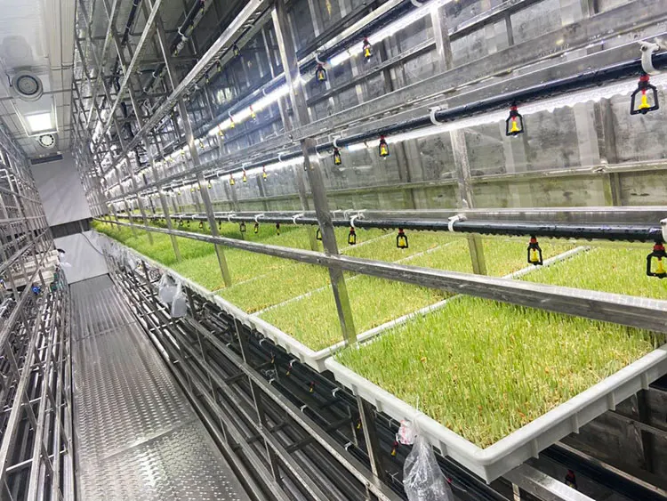 40HQ Hydroponics Barley Fodder Sprouting Container for Farm