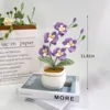 Phalaenopsis viola
