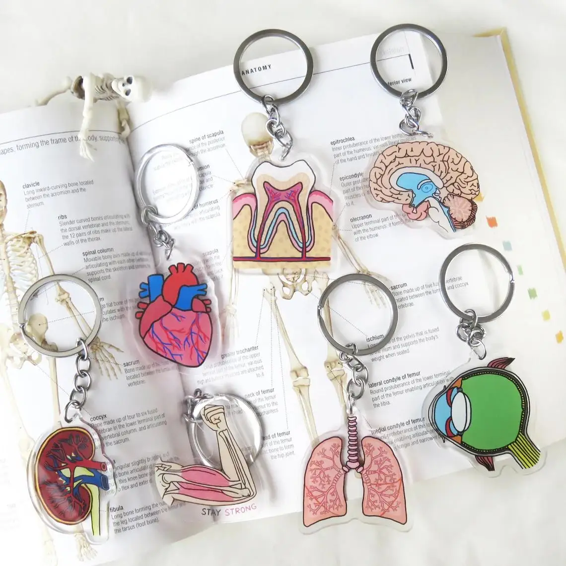 Internal Organs Kidney Teeth Eye Anatomy Keychain For Doctor Nurse