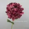ไฮเดรนเยียสีแดงขอบไหม้