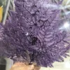 purple 1