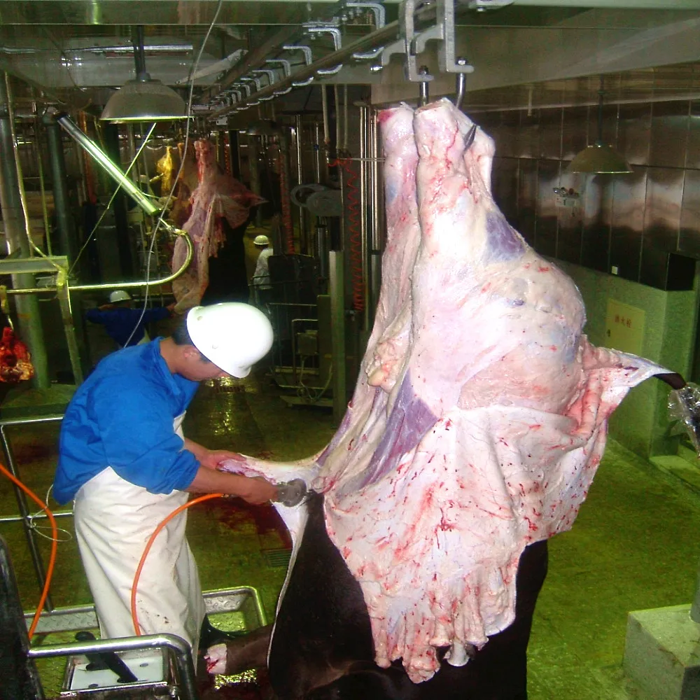 Butcher machinery in cattle slaughterhouse