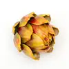 Amarillo-11CM