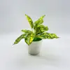 Planta en maceta con hojas moteadas de amarillo.