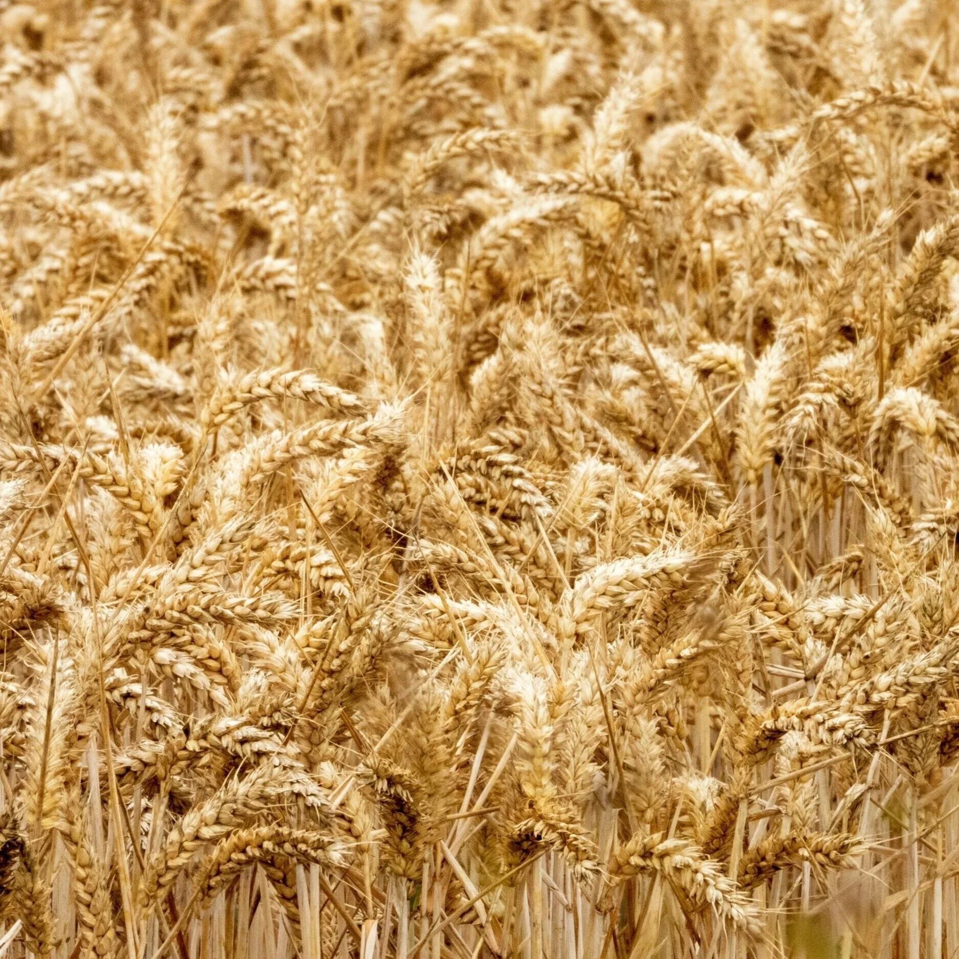 семена овес. закупаем твердую пшеницу. зерно. пшеница, ячмень, сафлор, соя. закупаем твердую пшеницу.