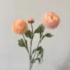 Rosa coral