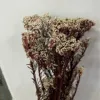 Tallos rojos y flores blancas.