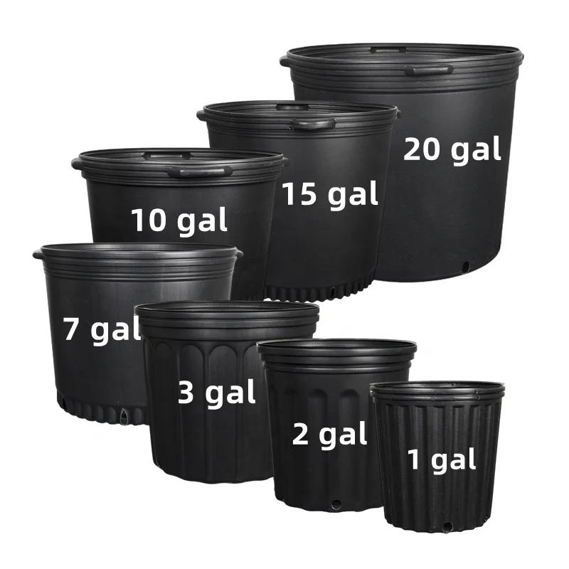care for asiatic lily Double Asiatic Lily Mixture