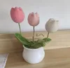 rosa tulipano