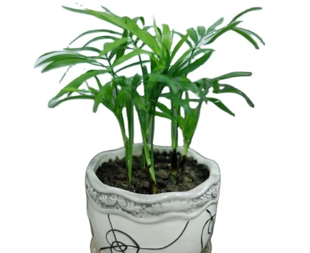 Natural Palm Baby Tray Seedling Chamaedorea Elegans Of Palm Seedlings Buy Palm Seedlings Palm Tree Seedling Chamaedorea Elegans Product On Alibaba Com